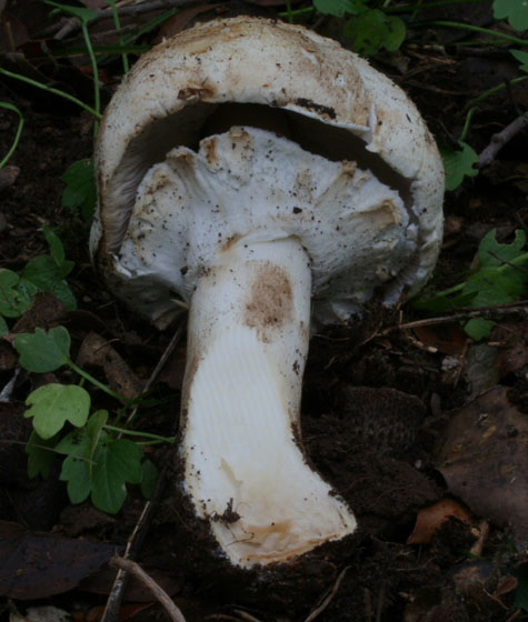 agaricus...